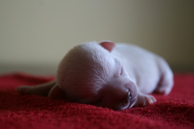 �������� ��������