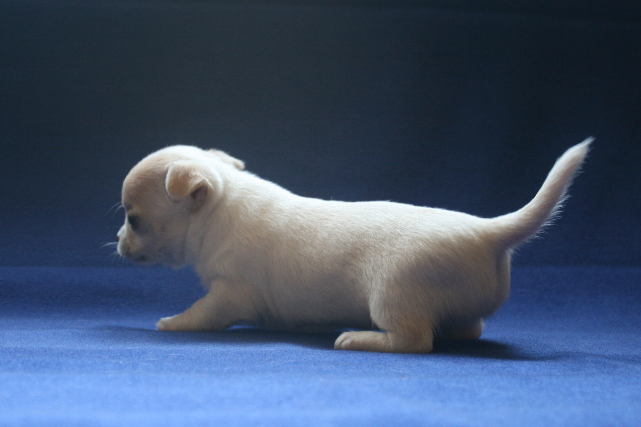 �� ������