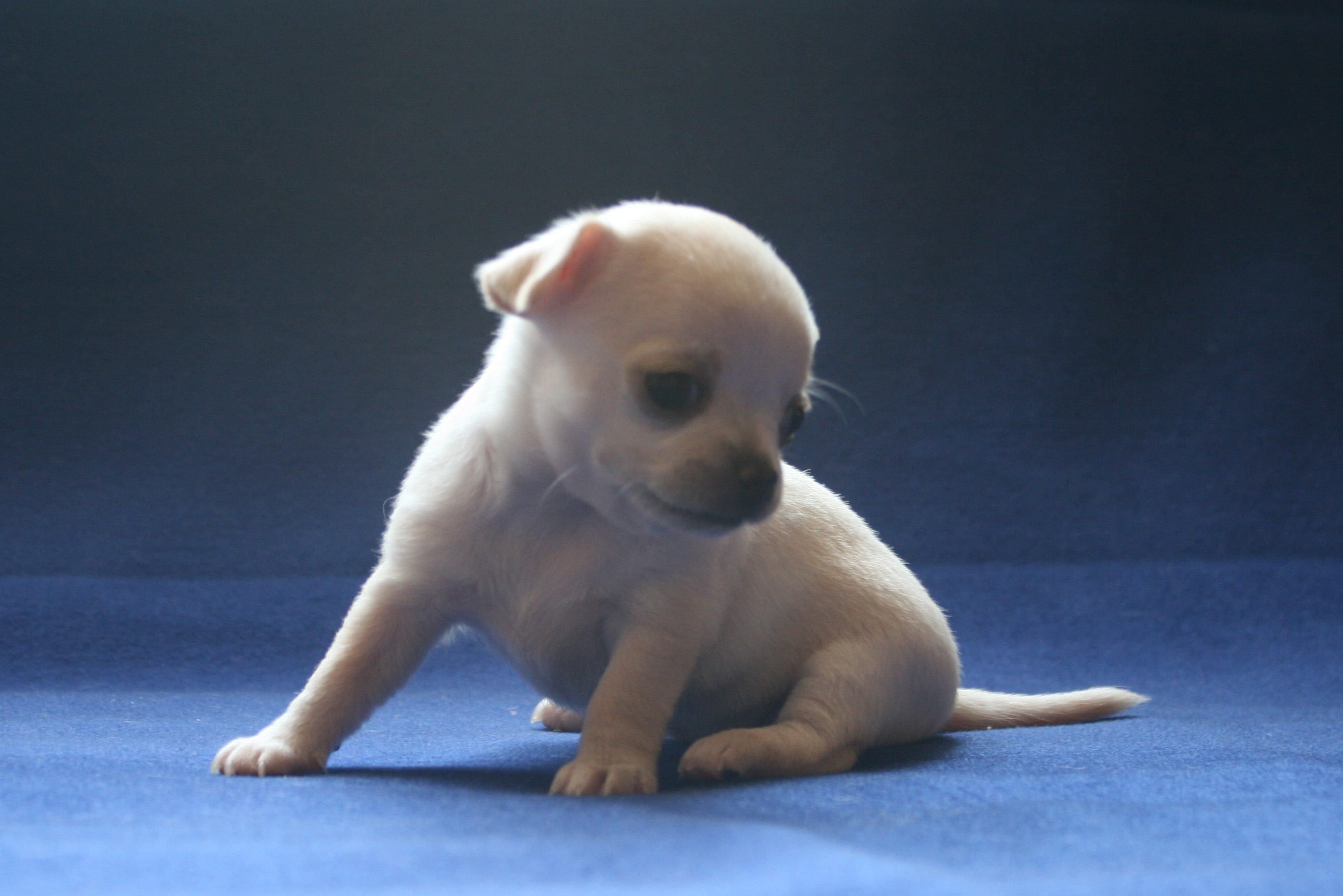 �� ������