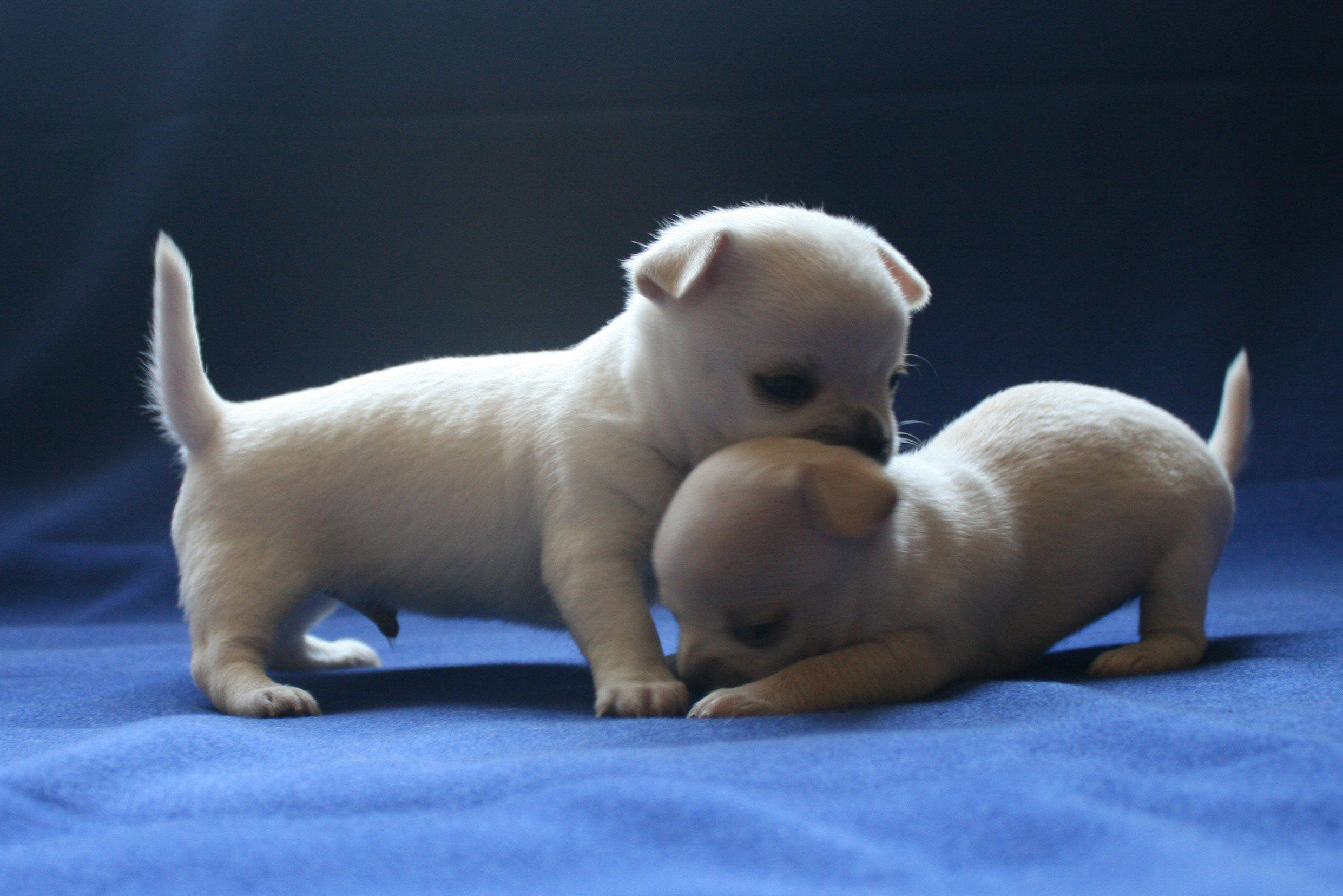 �� ������