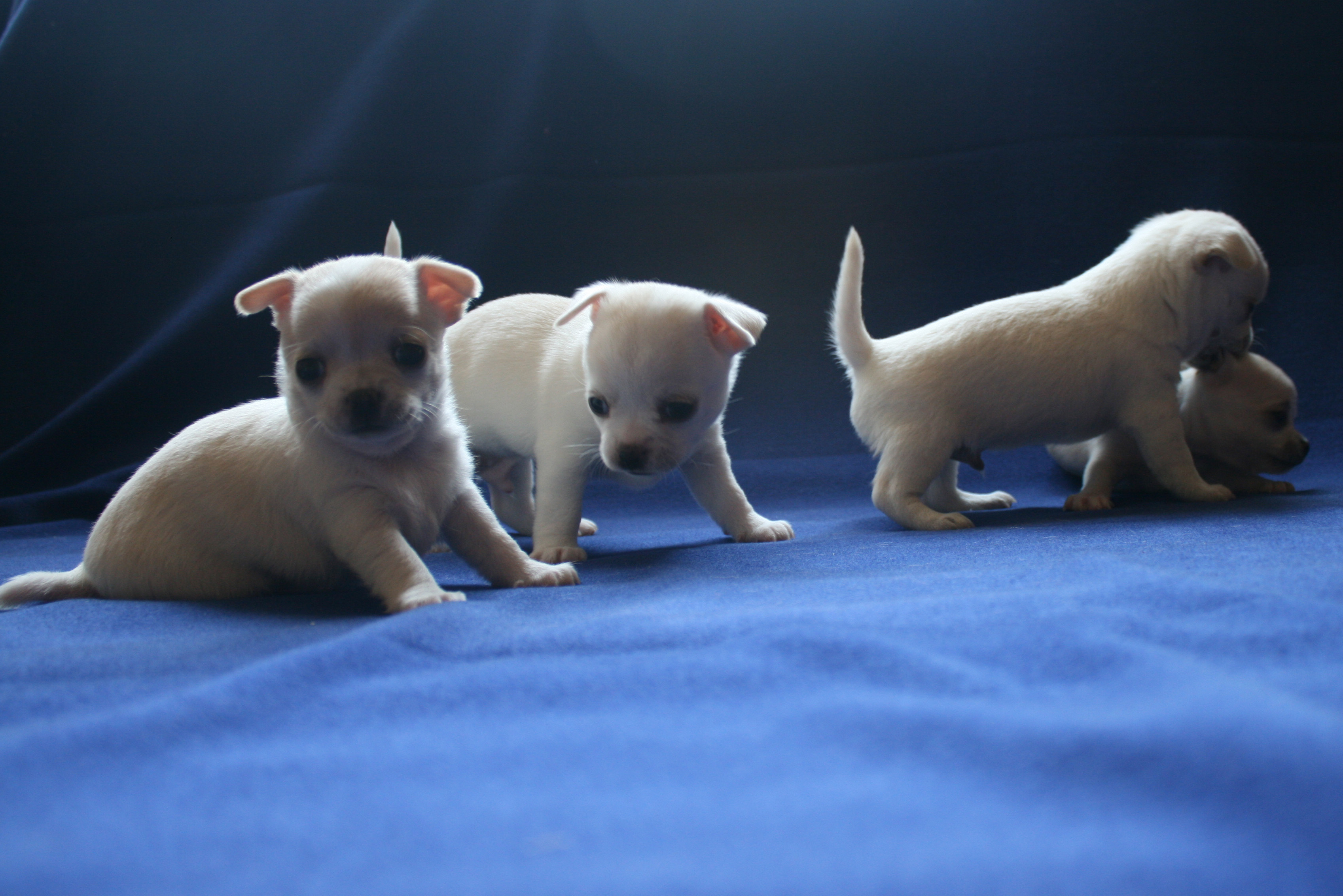 �� ������