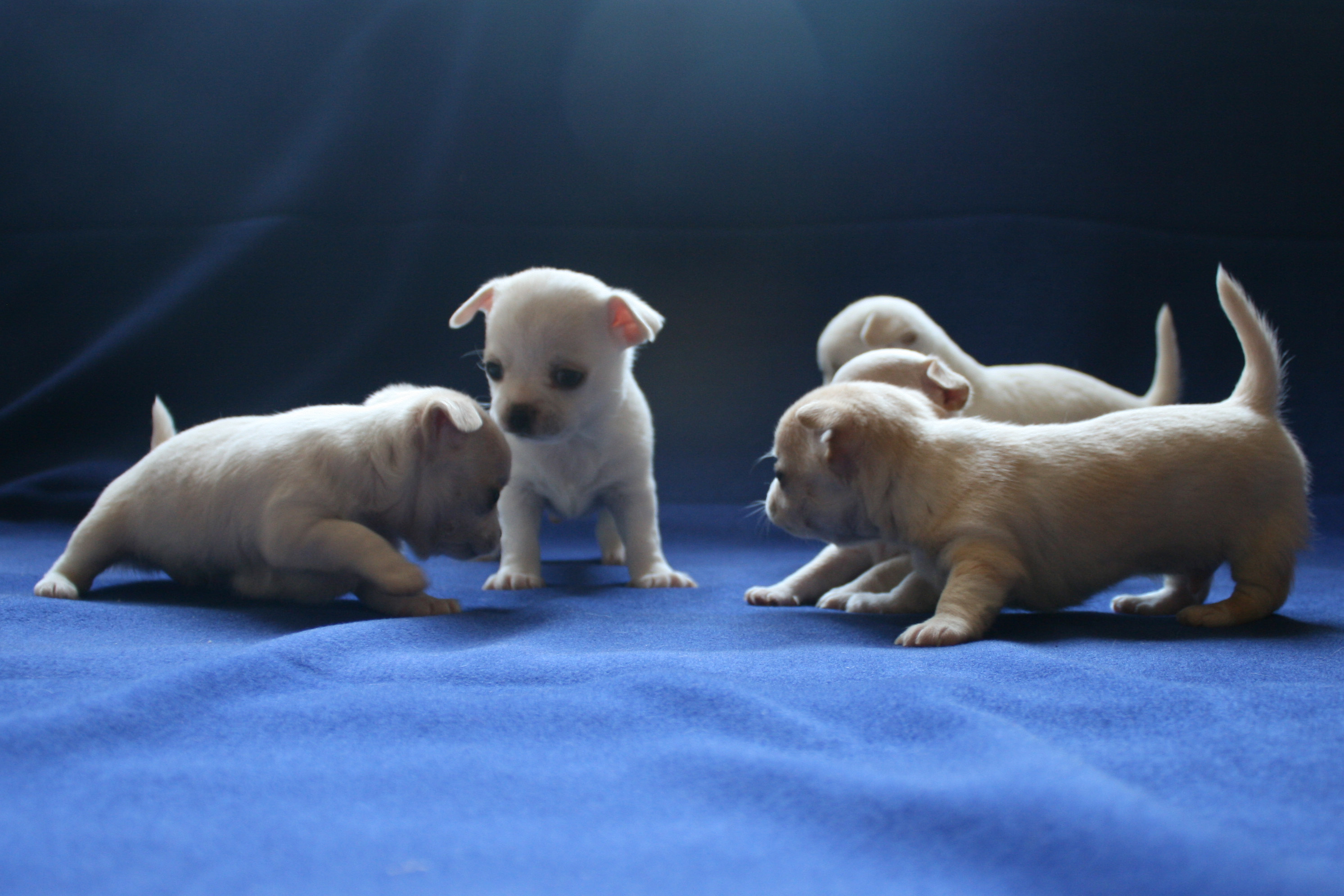 �� ������