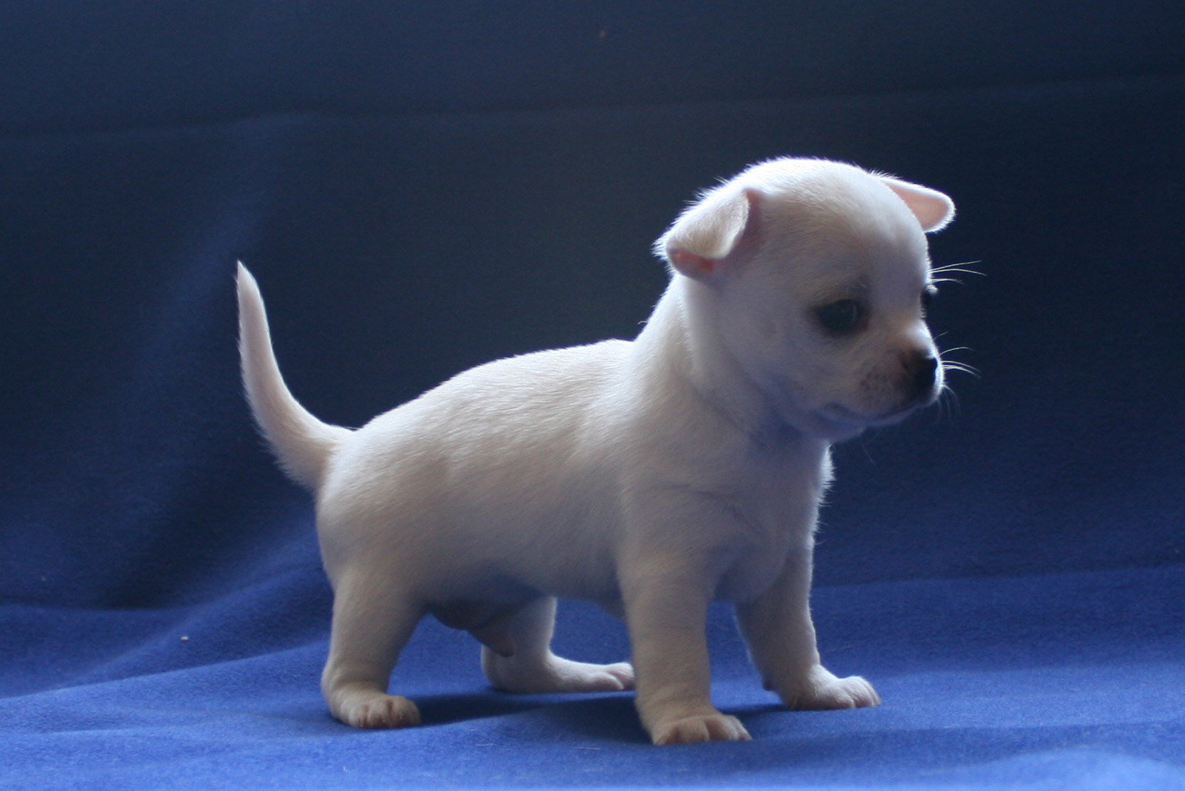 �� ������