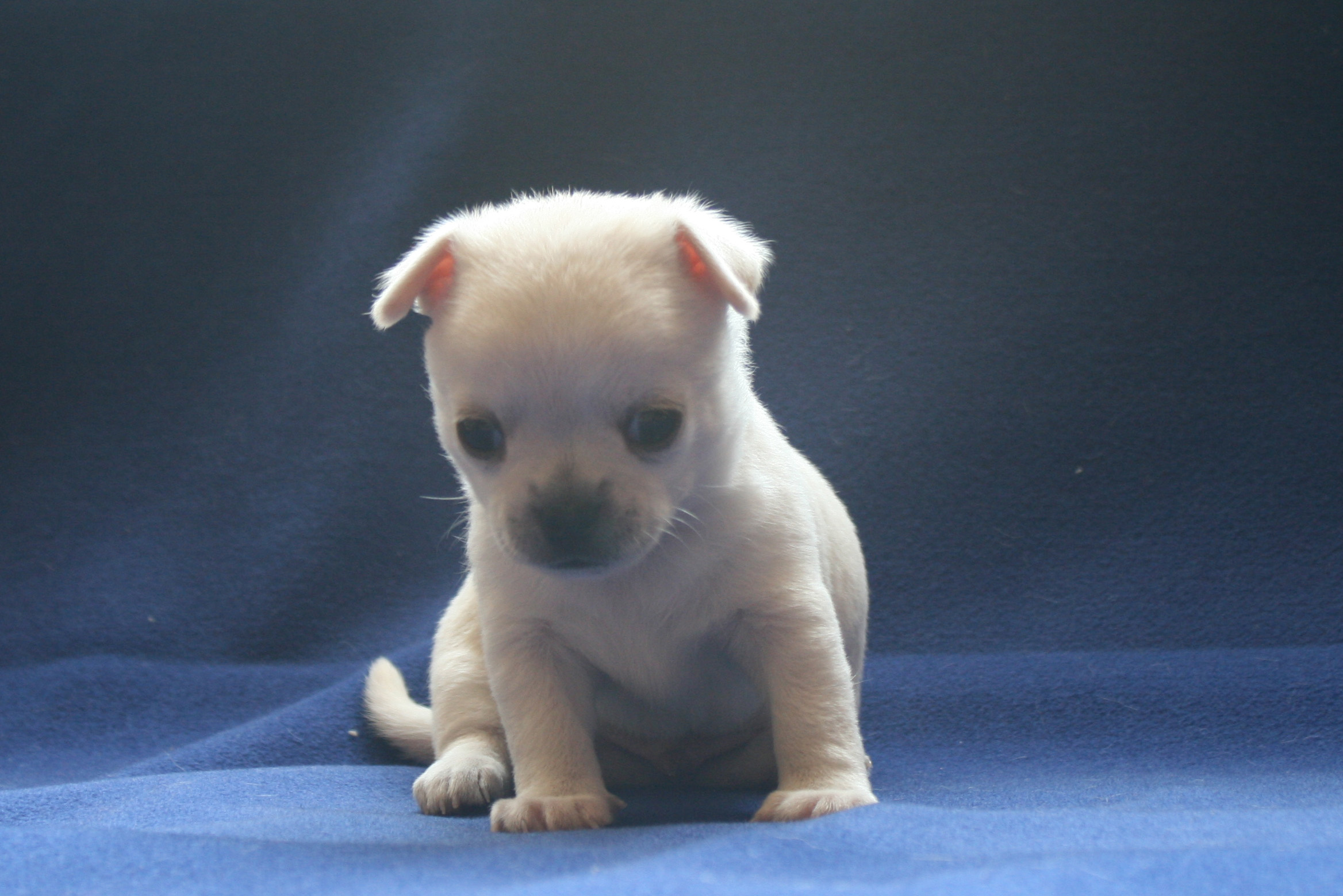 �� ������