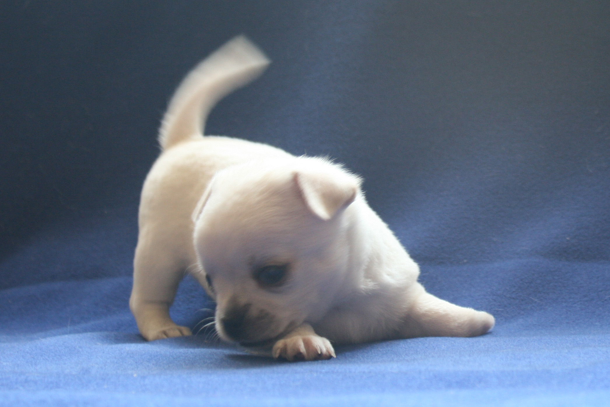 �� ������