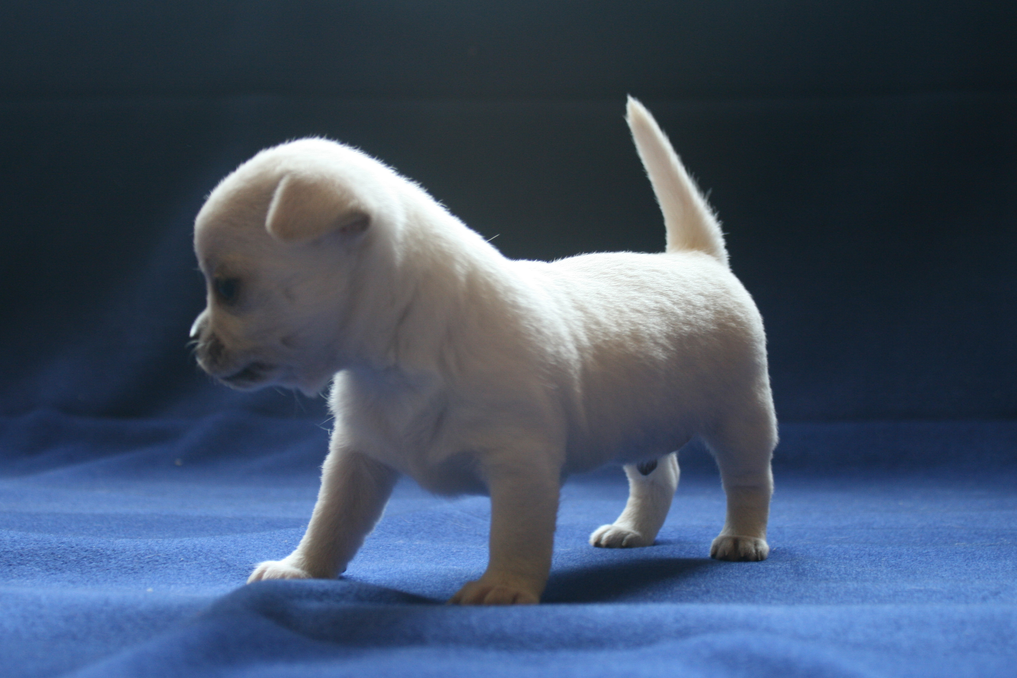 �� ������