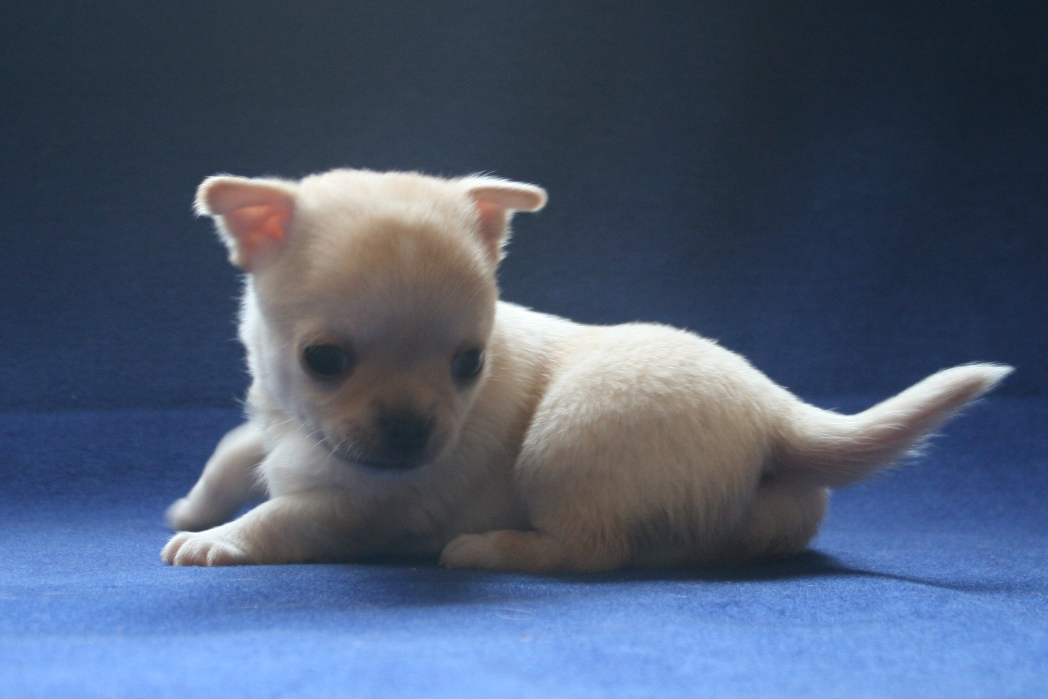 �� ������