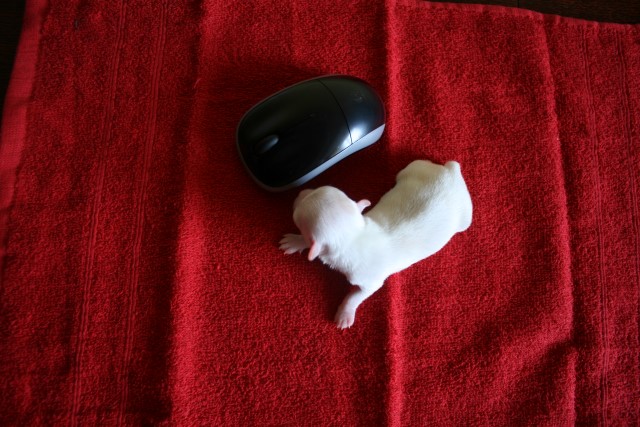 ����� ��������