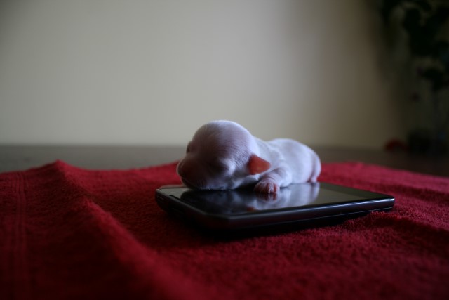 �������� �������