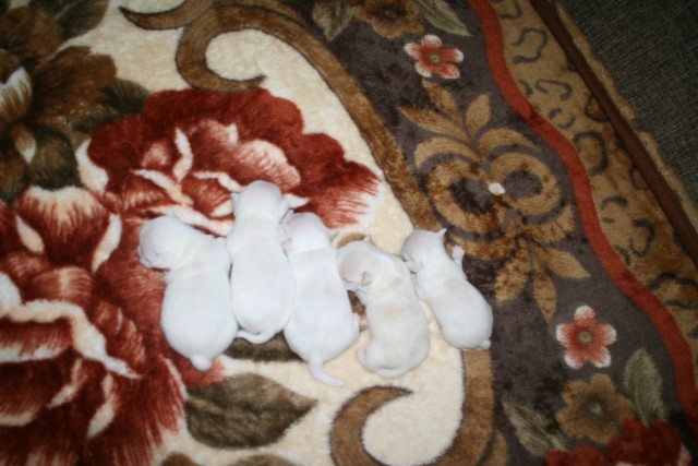 �� ������