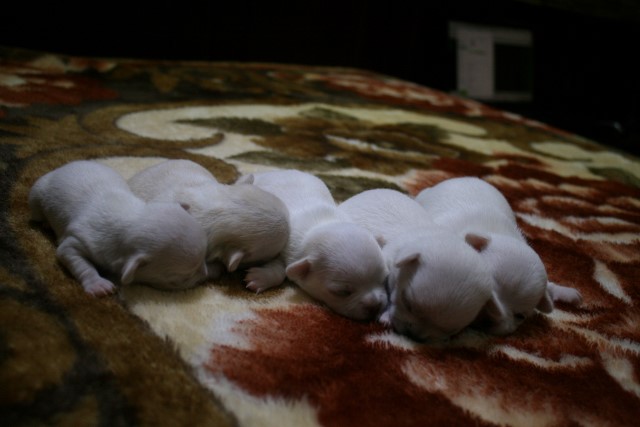 �� ������