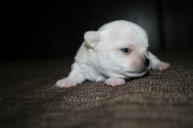 ������ �������