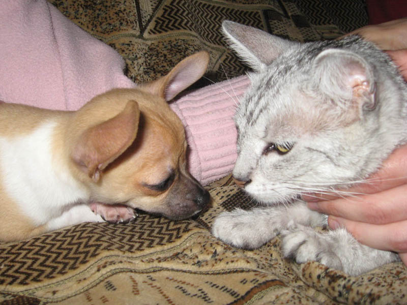 ��� ����