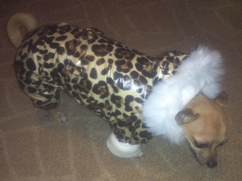 � ���� ������ ������������