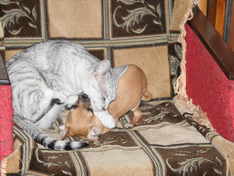 ��������