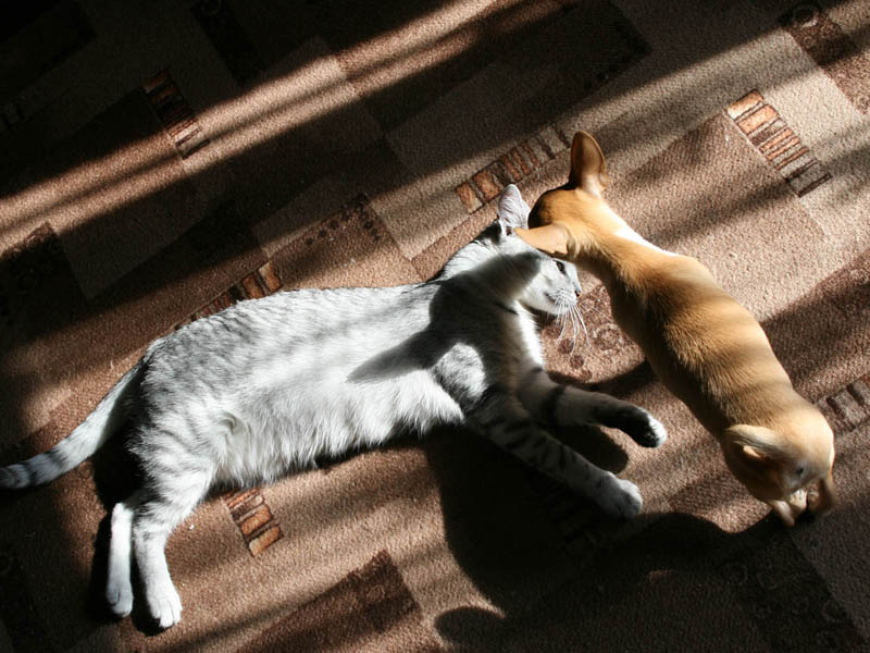 ��������