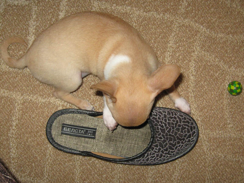 semiramida ��������