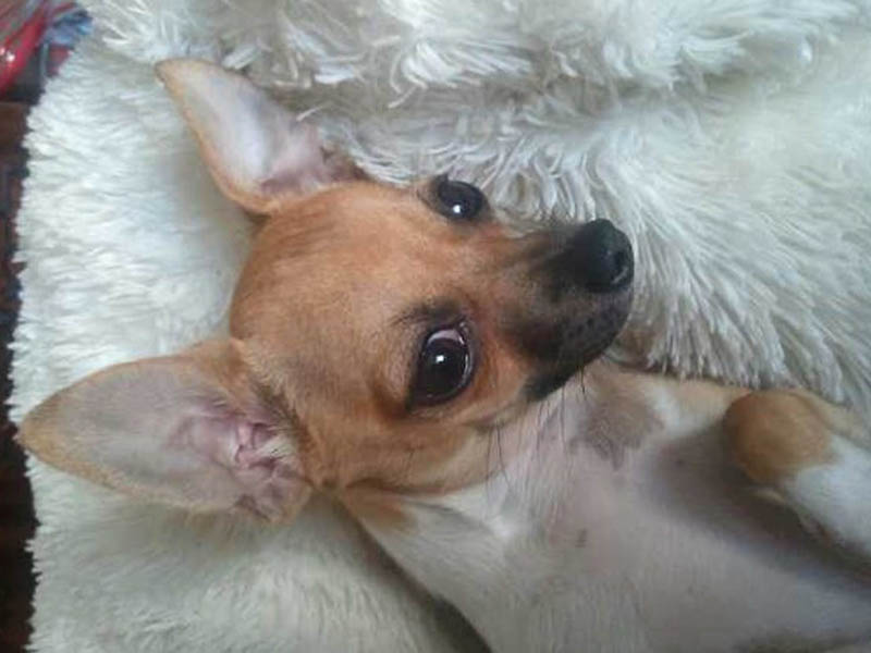 semiramida ��������