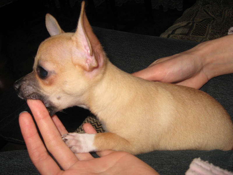 semiramida ��������