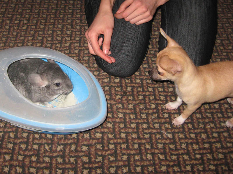 �� �������