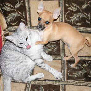 ��� ����