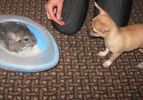 ��� �����